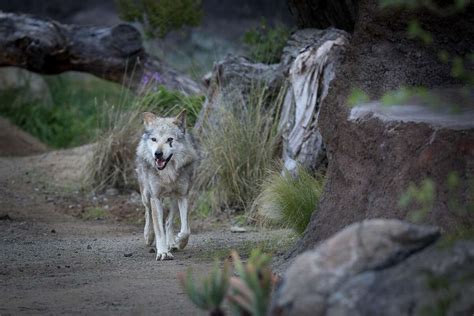 Sf Zoo Helps Bring Mexican Gray Wolves Back From The Brink