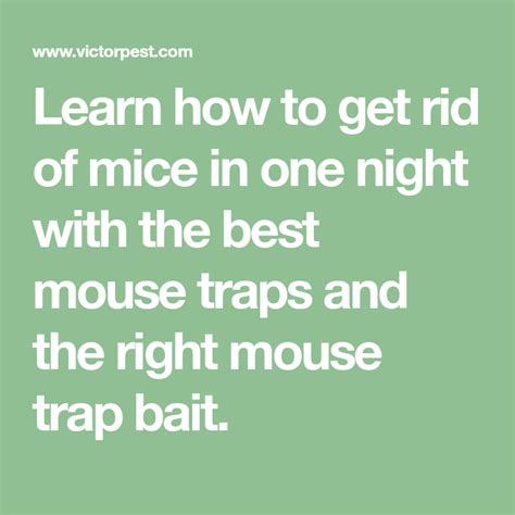 Learn How To Get Rid Of Mice In One Night With The Best Mouse Traps And