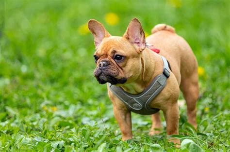 Premium Photo A French Bulldog Walking In The Grass