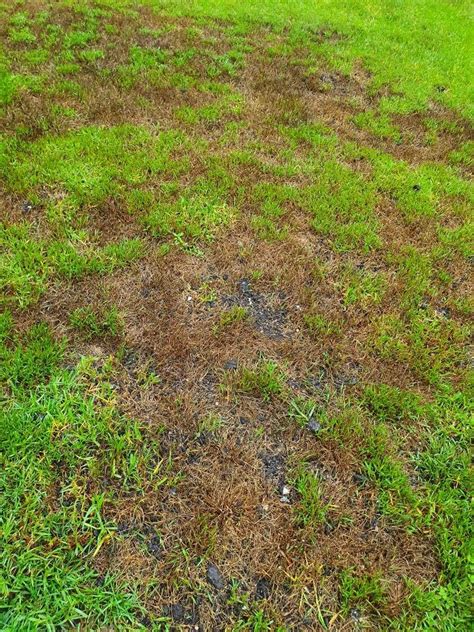 Learn what the best lawn type for your home is with this guide from bunnings. How to improve lawn with brown patches? | Bunnings Workshop community