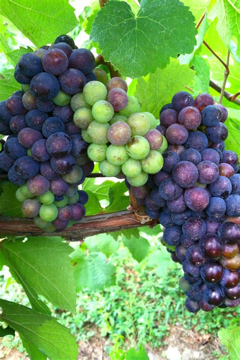 Growing wine grapes from cuttings and growing grape for seed. | Growing wine, Growing wine 