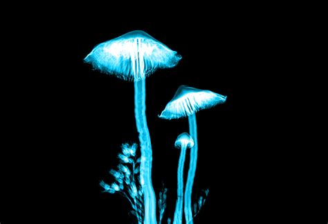 Magic Mushrooms And Treatment Of Mental Illness Psyche