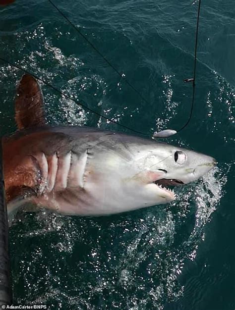 two huge sharks weighing more than 500lbs are caught off the south coast daily mail online