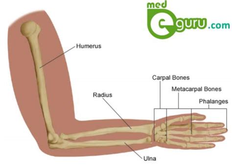 Diagram Of The Muscles In The Forearm Arm Definition Bones