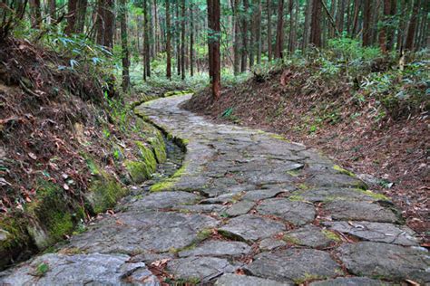 Stone Path In Forest 600 Arielle Schwartz Phd