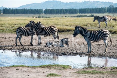 Zebras Around Watering Hole Stock Photo Royalty Free Freeimages