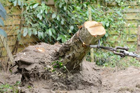 Why You Should Remove A Tree Stump Memphis Reds Tree Service