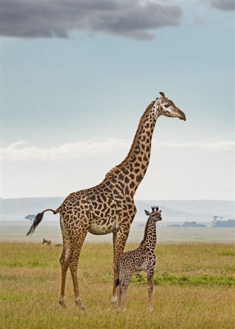 Mom And Baby Giraffe Klaus Tiedge Fine Art Wildlife Photography