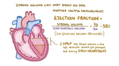 Stroke Volume Ejection Fraction And Cardiac Output Osmosis