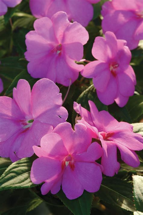 Most impatiens species are annual or perennial herbs with succulent stems. Bolero™ Orchid - Trailing Impatiens - Impatiens hybrida ...