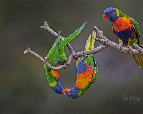 Rainbow Lorikeets In Werribee Australia 2017 Bing Desktop Wallpaper