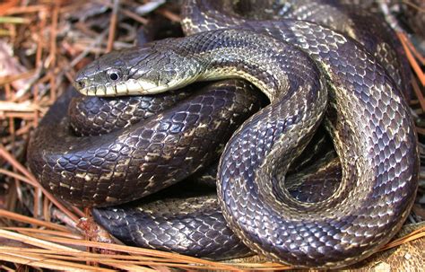 Rat Snake