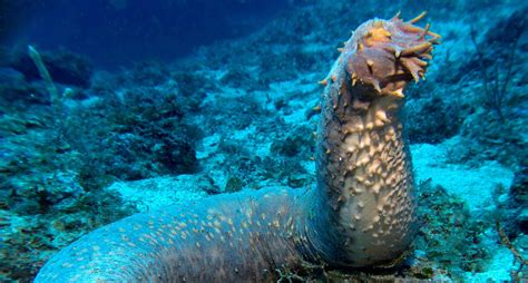 Biggest Deep Sea Creatures In The World