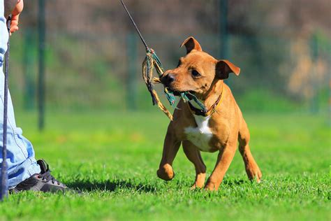 Chiot Staffordshire Bull Terrier Qui Joue