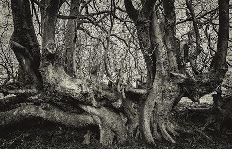 Linden Trees - Ieuan Morris's Portfolio | Tree, Linden tree, Linden