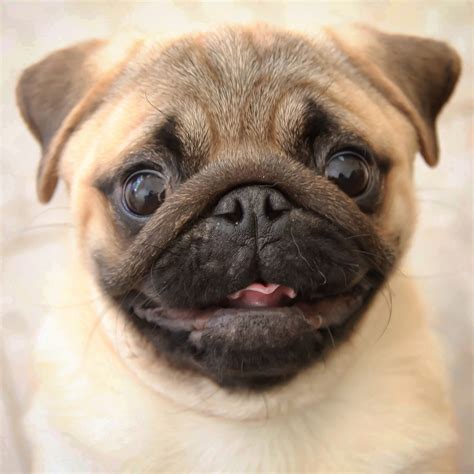 Happy Happy Happy Pug Baby Girl Pug Puppies Pugs Baby Pugs