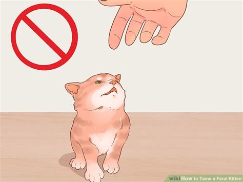 3 Ways To Tame A Feral Kitten Wikihow