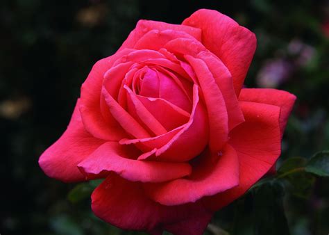 A wide variety of landscape roses options are available to you, such as material, feature, and occasion. Fragrant Cloud (With images) | Hybrid tea roses, Fragrant ...