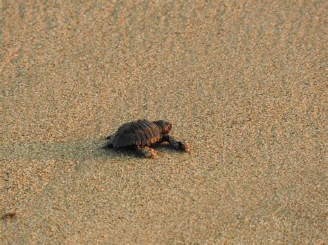 Turtle Sand Sea Free Photo On Pixabay