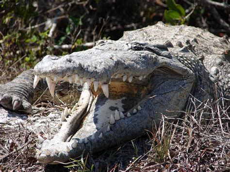 Power Of Crocodile Bite Discussed News