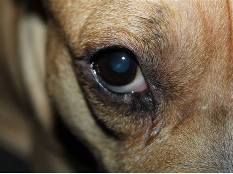 Mi Perro Tiene El Ojo Rojo E Hinchado 10 Causas Y Tratamientos Mis
