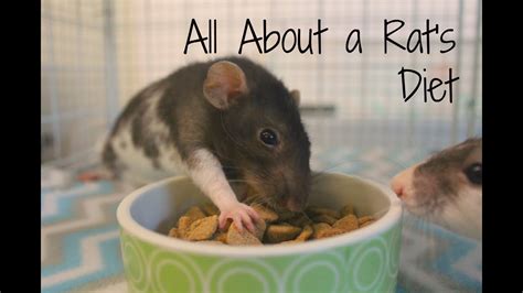 All About A Rats Diet Rebbyraesun Rattie Series Ep3 Youtube