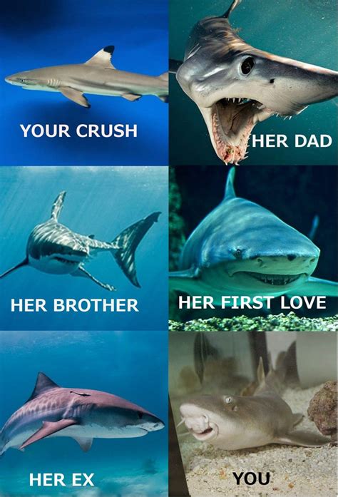 15 Shark Memes You Can Sink Your Teeth Into Funny Shark Pictures