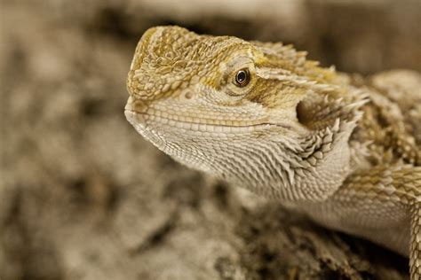Bearded Dragons Troublepython Flickr
