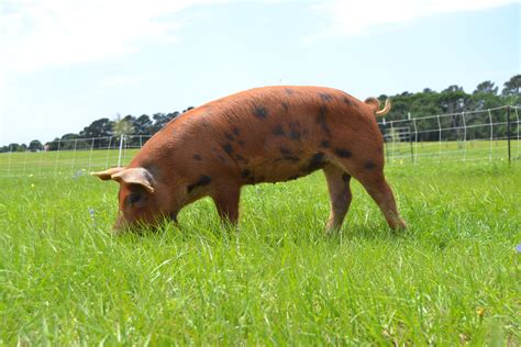 Find out which is better and their overall performance in the legume ranking. Pastured Pork | United States | 7 Fat Cows Farm