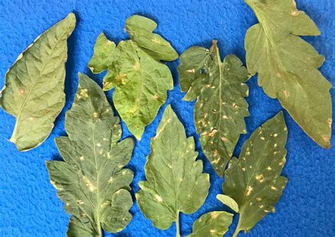 Stemphylium Gray Leaf Spot Of Tomato Vegetable Pathology Long