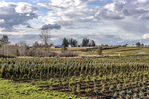 Agricultural Landscape In Rural Oregon Stock Photo Image Of Homes