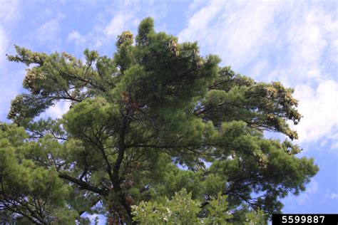 Eastern White Pine Pinus Strobus Pinales Pinaceae 5599887