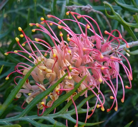 gorgeous native australian flora jardines naturaleza