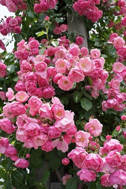 Sementes Flor Rosa Trepadeira Pink P Mudas Importadas R 790 Em