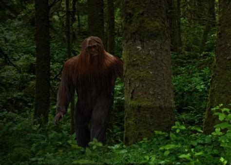 Arkansas Bigfoot Encounter Deeply Haunts Eyewitness Nexus Newsfeed