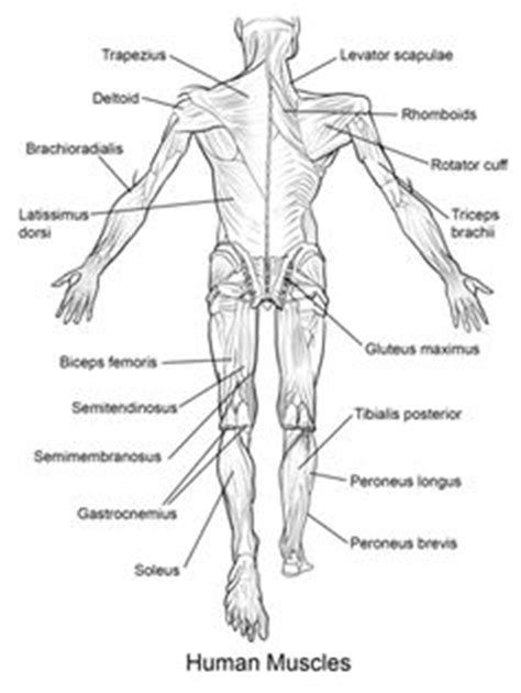 Superficial muscles are the muscles closest to the skin surface and can. skeleton label worksheet with answer key | Anatomy and ...