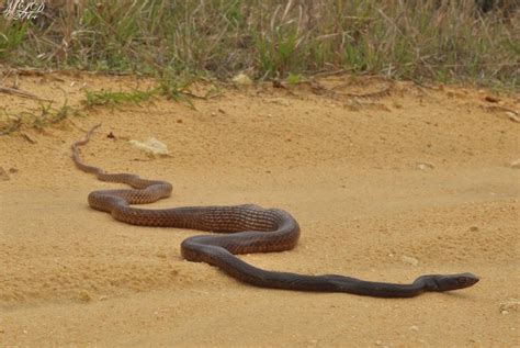 Eastern Coachwhip Snake Florida Backyard Snakes