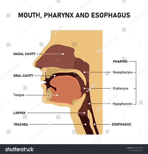 Mouth Pharynx Esophagus Upper Airway Anatomy