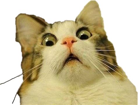 Download Shocked Cat Meme Expression
