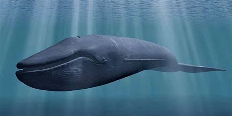 Wieloryby Płetwal Błękitny Król Oceanów Dinoanimalspl Blauwal