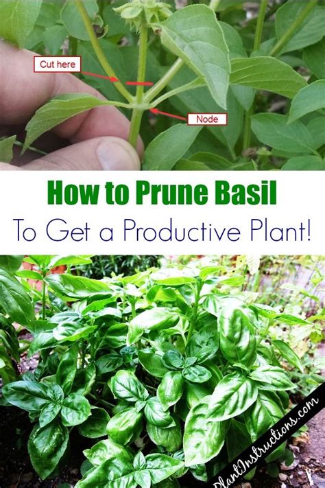 Annual herbs like basil can be cut completely to the. How to Prune Basil | Pruning basil, Garden plants ...