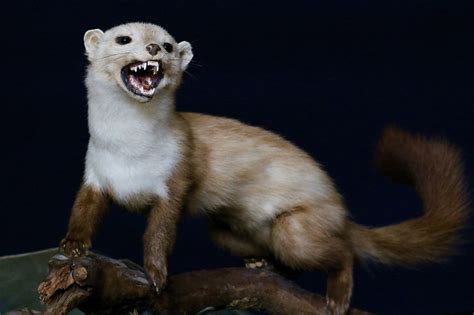 Weasel Gluttonous Negative Emotion Animal Teeth Anger Portrait
