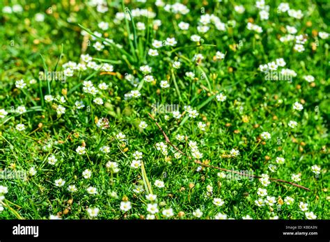Heath Pearlwort Lawn Or Sagina Subulata Stock Photo Alamy