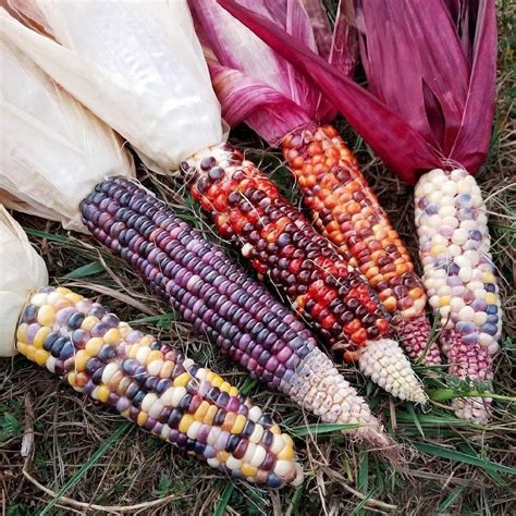 Colored Corn Who Has Eaten Gardening