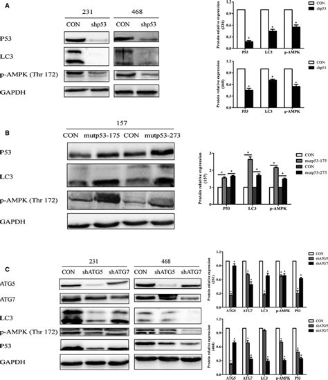 There Was Mutual Regulation Between Mutp53 And Autophagy In Tnbc Cells