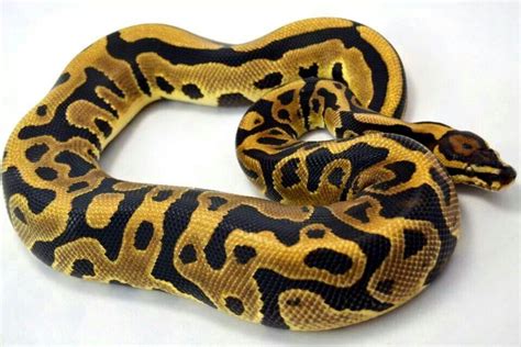Leopard Ball Python Male Wtf Morphs Ball Python Morphs Exotic Pets