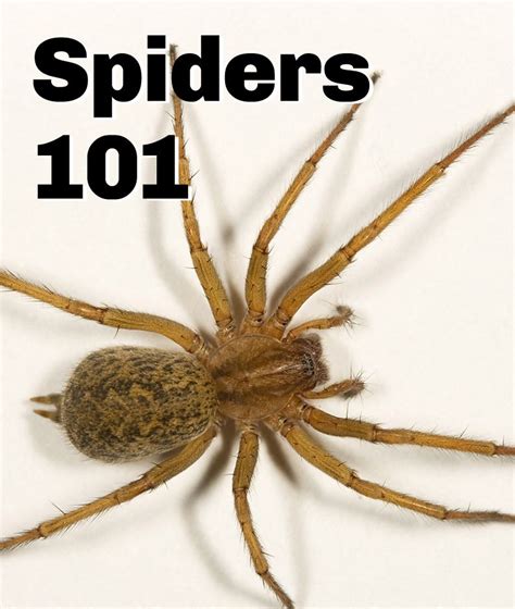 A Guide To Identifying Common Spider Species Hobo Spider Spider