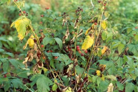 Raspberry Treatments Most Common Diseases And Pests Of This Shrub