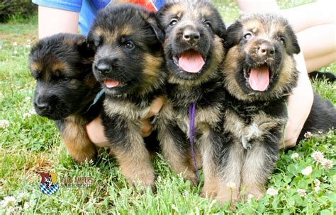 Sold Deep Red And Black Male Puppy German Shepherd Breeder Puppies