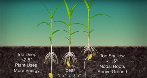 Seeds general manager for dow agrosciences whether corn roots could go 3 feet, 4 feet, 6 feet or deeper. Are you planting corn seeds at the right depth? | AGDAILY
